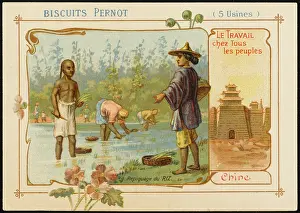 Pernot: China - Rice Planting