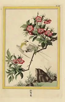 Hibiscus: China rose, Hibiscus rosa-sinensis