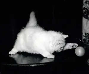 Berks: Chinchilla cat to appear at Coronation Year Cat Show