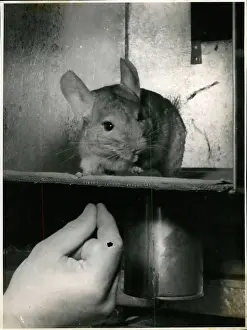 Exchanged: Chinchilla farm in Munich