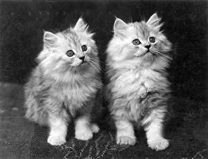 Heywood: TWO CHINCHILLA KITTENS