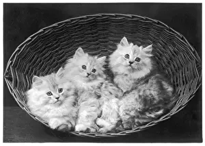 Adorable: THREE CHINCHILLA KITTENS