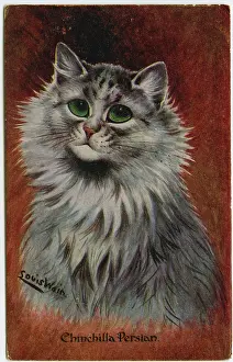 Chinchilla: Chinchilla Persian cat on a postcard