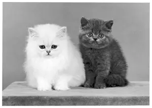 Chinchilla: CHINCHILLA & SHORTHAIR