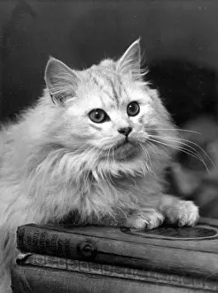 Lohengrin: CHINCILLA ON A BOOK