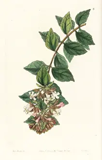 Chinensis: Chinese abelia, Abelia chinensis