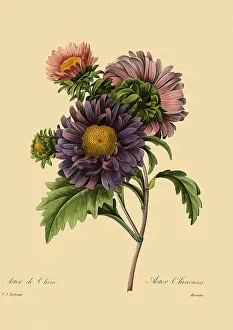 Aster: Chinese Aster
