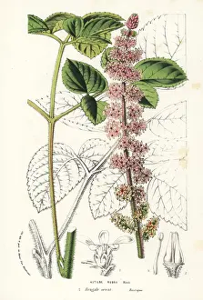 Rubra: Chinese astilbe, Astilbe rubra
