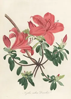 Volume 1: Chinese azalea, Rhododendron indicum