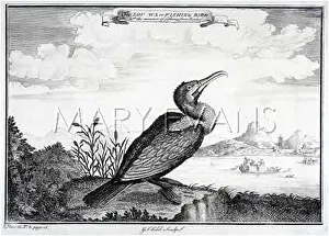 Phalacrocorax: CHINESE CORMORANT