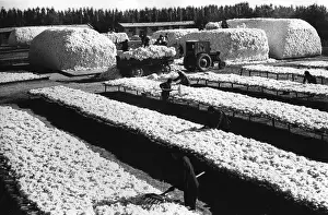 Farmhand: Chinese cotton industry