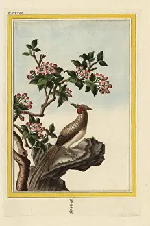 Crabapple: Chinese crabapple, Malus prunifolia