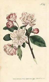 Sansom: Chinese flowering apple, Malus spectabilis
