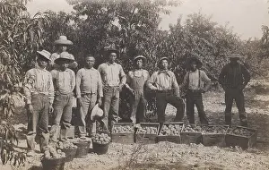 Lcgr2001: Chinese fruit pickers in the western US. The