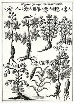 Panax: Chinese ginseng plants