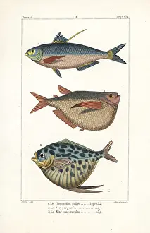 Mene: Chinese gizzard shad, silver hatchetfish and moonfish