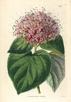 Bower: Chinese glory bower, Clerodendrum chinense
