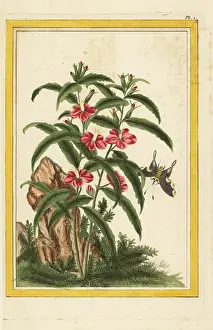 Chinoiserie: Chinese hollyhock, Malva alcea