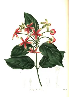 Combretum: Chinese honeysuckle, Combretum indicum