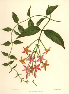 Ninian: Chinese honeysuckle, Combretum indicum