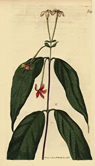 Weddell: Chinese honeysuckle, Combretum indicum