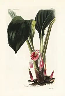 Loddiges: Chinese keys or fingerroot, Boesenbergia rotunda