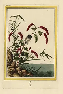 Chinoiserie: Chinese knotweed, Persicaria orientalis