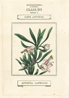 Capensis: Chinese lantern, Nymania capensis