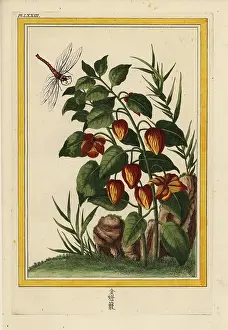 Physalis: Chinese lantern, Physalis alkekengi