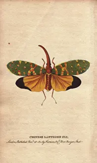 1798 1802: Chinese lanthorn fly or lantern fly, Pyrops candelarius