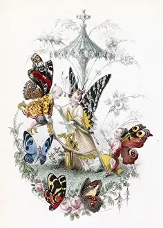 Chinoise: Chinese Lepidoptera