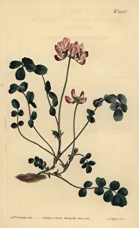 Astragalus: Chinese milkvetch, Astragalus sinicus