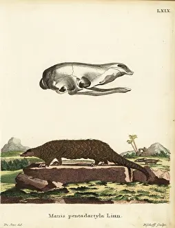 Seve: Chinese pangolin, Manis pentadactyla. Critically endangered