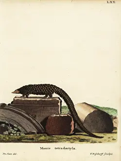 Seve: Chinese pangolin, Manis pentadactyla. Critically endangered