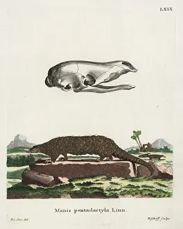 Seve: Chinese pangolin, Manis pentadactyla. Critically