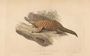 Manis: Chinese pangolin, Manis pentadactyla. Endangered