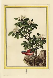 Pyrus: Chinese pear tree in blossom, Pyrus pyrifolia