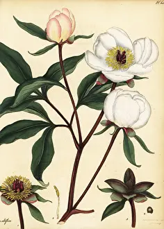Volume 1: Chinese peony, Paeonia lactiflora