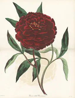Volume 1: Chinese peony, Paeonia lactiflora