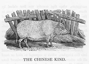 Widely: CHINESE PIG (BEWICK)