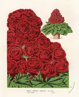 Serres: Chinese primrose cultivar, Primula sinensis