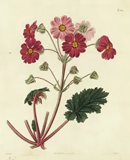 John Curtis: Chinese primrose, Primula sinensis