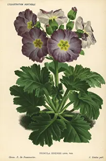 Swanley: Chinese primrose, Primula sinensis var
