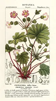 Corsi: Chinese primrose, Primulidium sinense