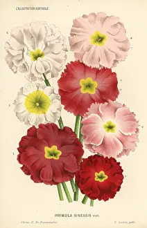 Sinensis: Chinese primrose varieties, Primula sinensis