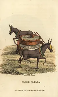 Millstone: Chinese rice mill with blindfolded mules turning