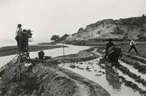 Plows: Chinese rice cultivation using traditional methods