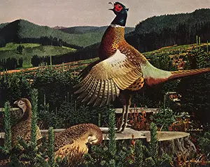 Pheasants: Chinese Ring-Necked Pheasants