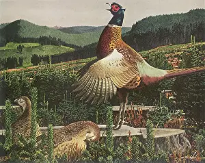 Pheasants: Chinese Ring-Necked Pheasants