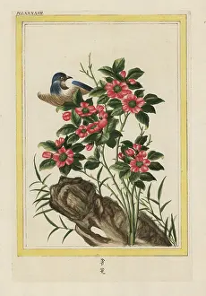 Ceux: Chinese rose, Rosa species